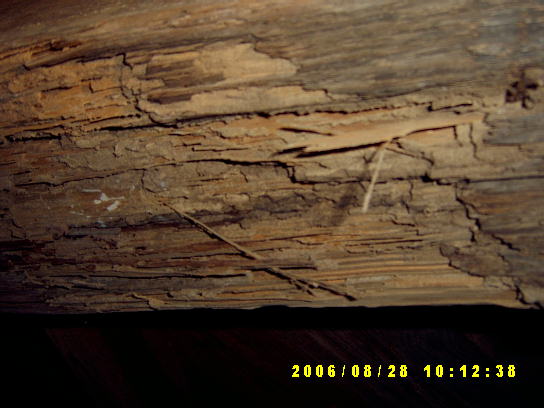 termite damage